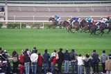 馬匹跑過看台一刻，到處都聽見陣陣的叫囂聲。