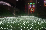玫瑰燈海園-香港站