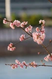 城門河櫻花