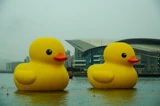 黃鴨二重暢