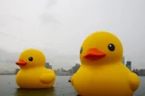 黃鴨二重暢