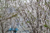 城門河櫻花