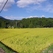 路邊的稻田。