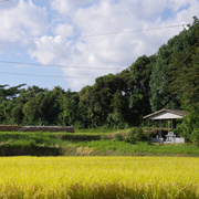 路邊的稻田。