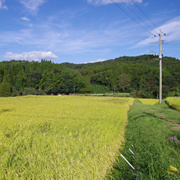 路邊的稻田。