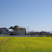 路邊的稻田。