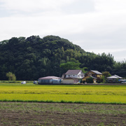 路邊的稻田。