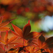 南怡島紅葉。