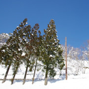 冰天雪地的白川鄉。