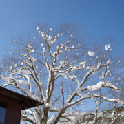 樹上雪掛。