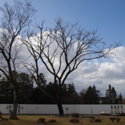 穿過『玉泉院丸庭園』，就是金沢城公園。