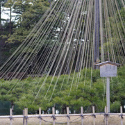 『唐崎松』，兼六園中姿態最優美的樹木。