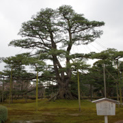 『根上松』為園內著名景點之一，大小共40多枝的樹根突出地面。