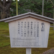 『根上松』介紹。