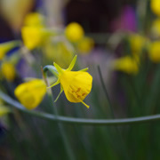 其他花卉。