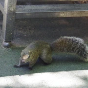 山上纜車站既ぎふ金華山リス村‧‧‧