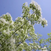 流蘇花海。