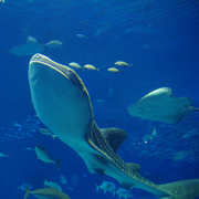 水族館內。