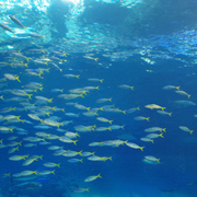 水族館內。