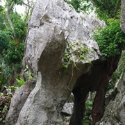 大石林山景觀。