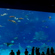 錄像更能帶出水族館的震撼性。