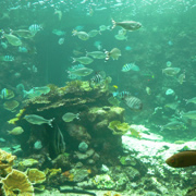 串本海中公園水族館內。