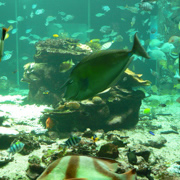 串本海中公園水族館內。