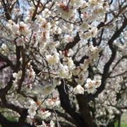 梅花盛開。