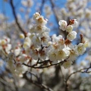 梅花盛開。