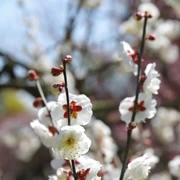 梅花盛開。