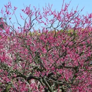 梅花盛開。