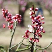 梅花盛開。