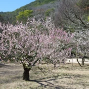 梅花盛開。