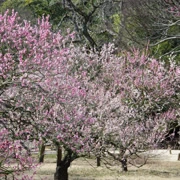 梅花盛開。