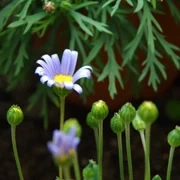 出合いの門內花卉。