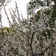 都係花來呢，總好過無。