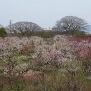 梅花林內。