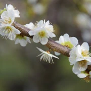 梅花林內。