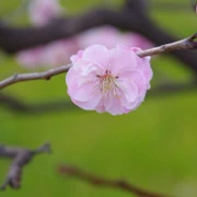 梅花林內。