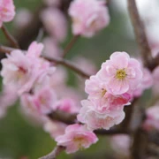 梅花林內。