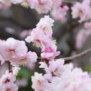 梅花林內。