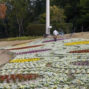 比人適心打理既公園內花卉。