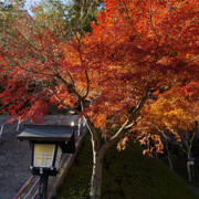 12月還看到紅葉。