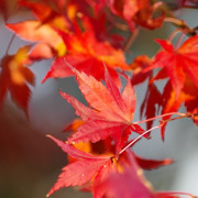 紅葉。