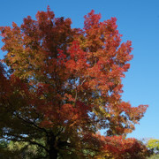 高知城紅葉。