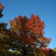 高知城紅葉。