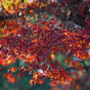 高知城紅葉。