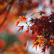 高知城紅葉。