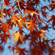 高知城紅葉。