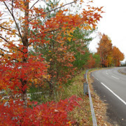 紅葉處處。